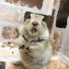 おやつで綱引き大会！？リチャードソンジリスちゃん〜♪