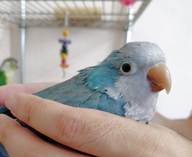 安心サイズです！手のりオキナインコ（ブルー）