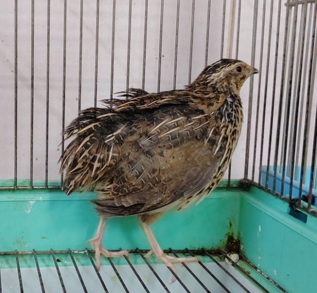 ウズラ―必見！極美！鶉（うずら）♀ 2020年10月10日