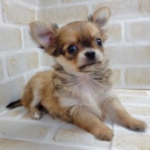 うるうるな瞳がたまらない♪ロングコートチワワ 2020年08月22日生♂