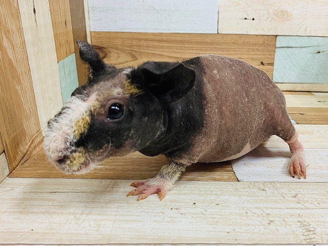 キューキュー鳴く姿が可愛い♡スキニーギニアピッグちゃん！