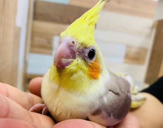 シナモンカラーがキレイ！オカメインコ(シナモンパイド)