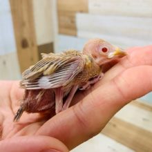 人気カラー！！シナモン文鳥さん！