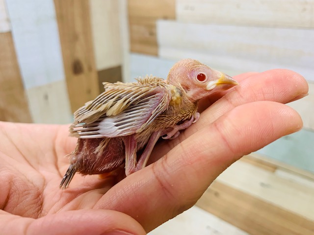 人気カラー！！シナモン文鳥さん！