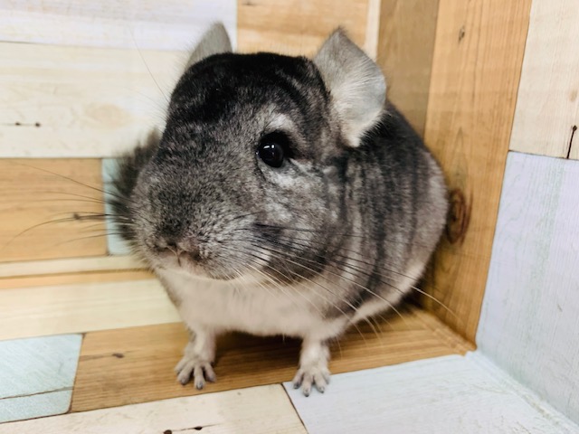 ツンデレ系？！チンチラちゃん♪