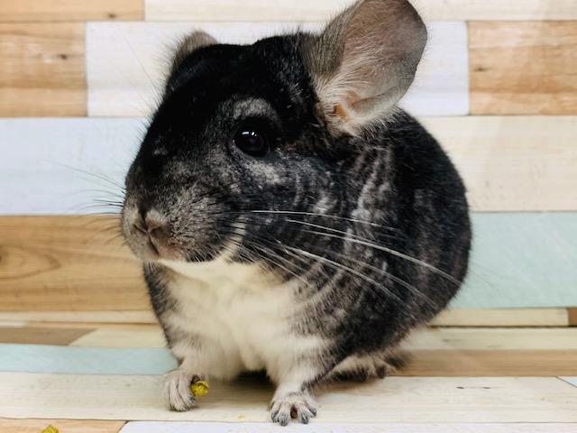 色が濃い目！おっとりチンチラくん♪