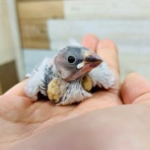 うぶうぶ！シルバー文鳥さん♪