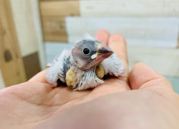 うぶうぶ！シルバー文鳥さん♪