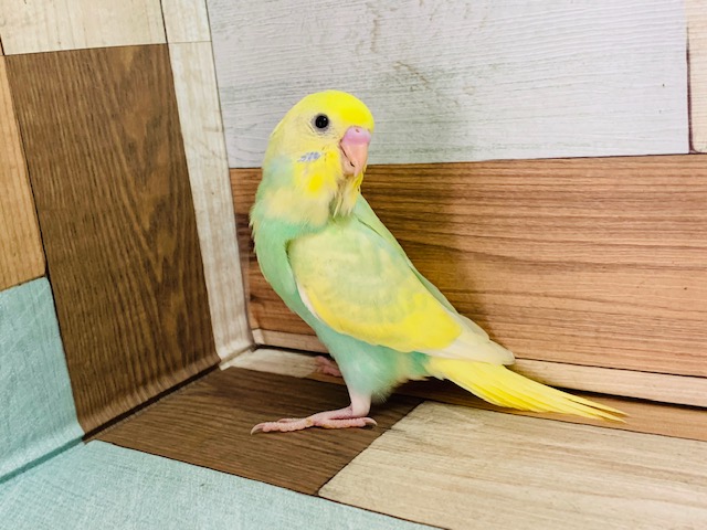 なかなかの「爽やか」さん！セキセイインコ（パステル系）～～