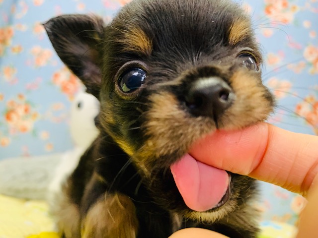 珍しいミックス犬(チワワ×豆柴)くん入舎です！