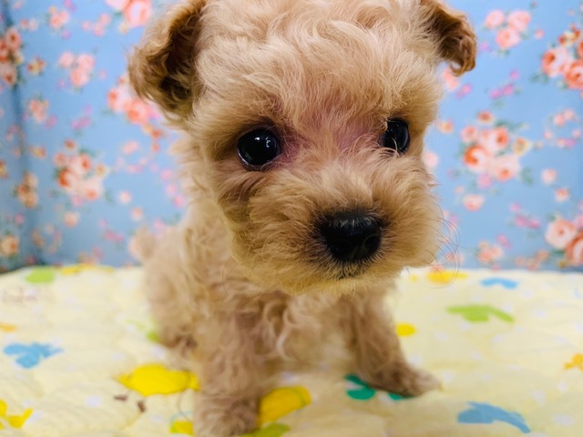 犬舎デビュー!!人気ミックス犬！甘えんぼなマルプーが来ました♪