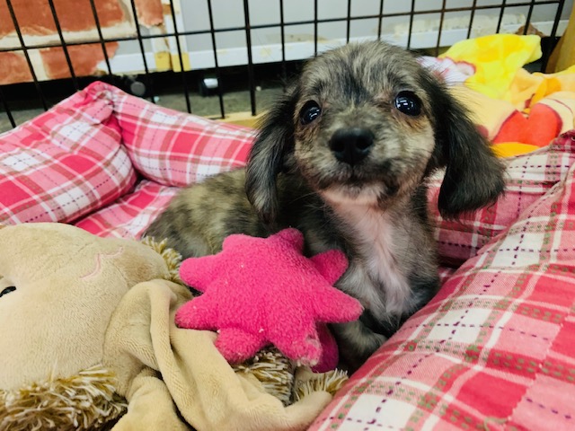 待て憶え中♪ＭＩＸわんこ！（チワワｘダックス）～