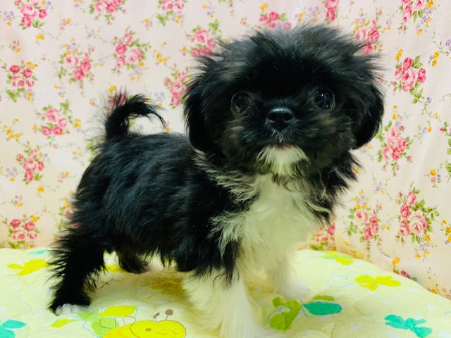 動画有!!やんちゃなミックス犬♪(狆×トイプードル)