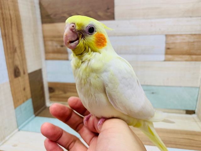 羽根が生えそろいました！むっちりオカメインコ♪