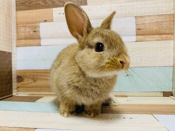 仕草がたまらなく可愛い♡ミニウサギくん♪