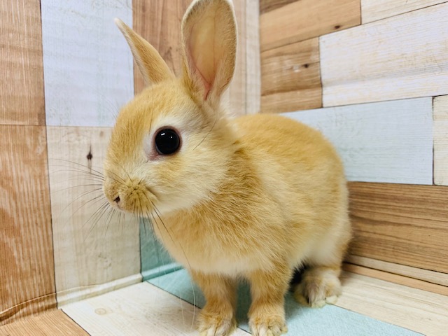 人気のカラー！ドワーフラビット(オレンジ)♪