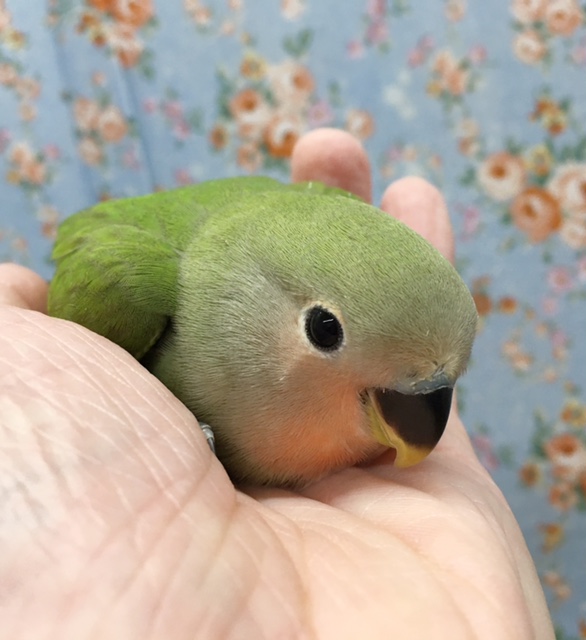 小桜インコ（ノーマル）　２０２０年８月生まれ