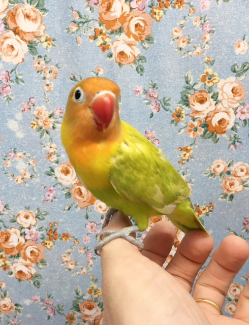 ヤマブキボタンインコ（男の子）　２０２０年６月生まれ