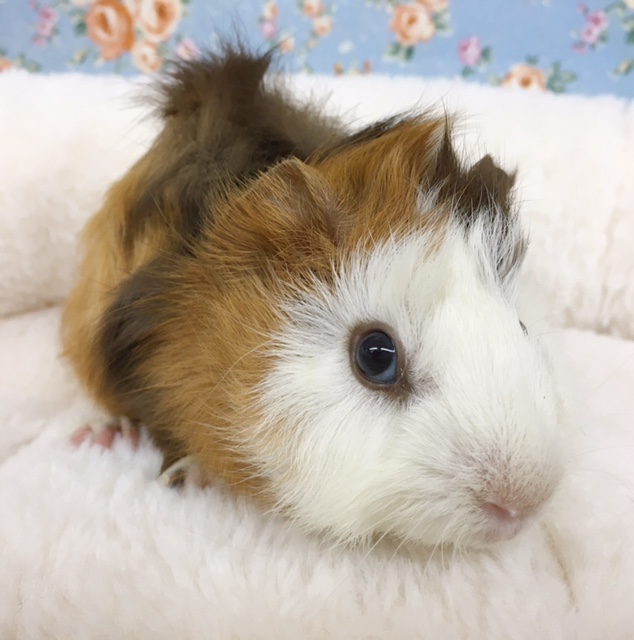 アビシニアンモルモット　女の子　２０２０年９月生まれ