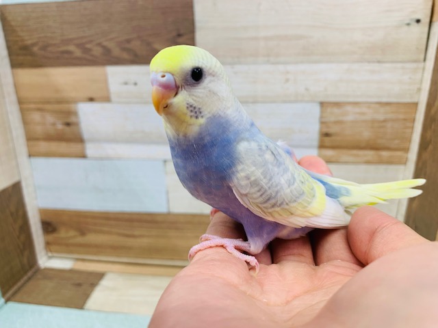 淡いカラーの不思議色！セキセイインコ（パステルレインボー）☆