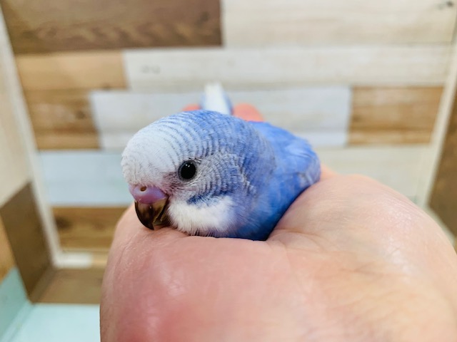 きれいなカラーに♪バイオレット系のスパングル♪