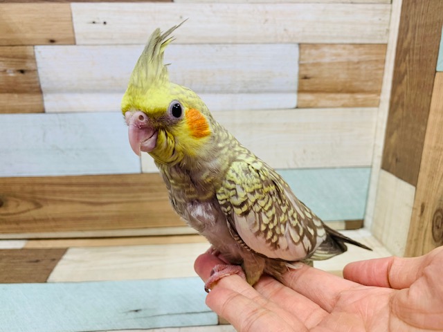 なでなでがお好き♡オカメインコシナモンパール♪