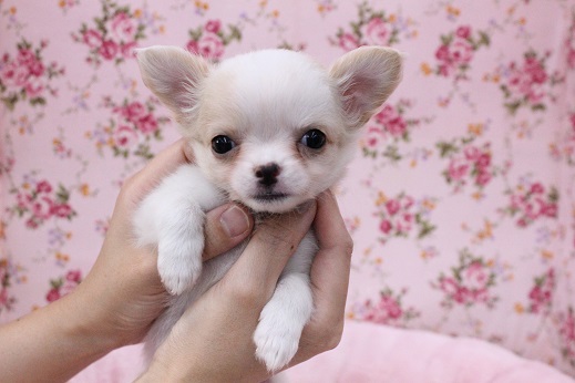 あふれ出る元気？！ ロングコートチワワの女のコ 2020.10/14撮影