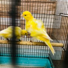 巻き巻き巻毛レモンカナリア　ペアで入舎だよー！！