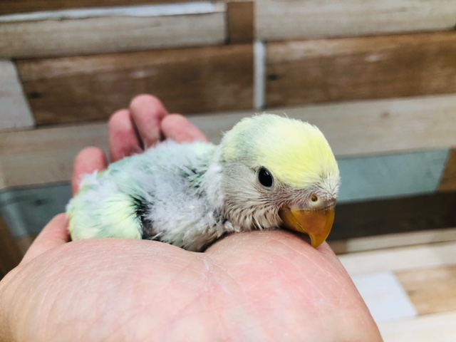 レアカラーのコザクラインコ　ブルーチェリーオパーリンパイド　ヒナ