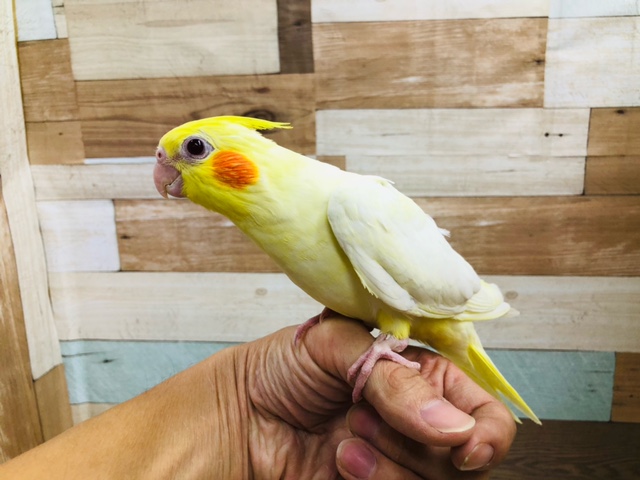 一番人気のオカメインコ　ルチノー　ヒナ