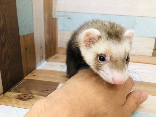 やっと来ました～～マーシャルフェレット　バタースコッチ