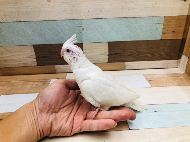 真っ白なオカメちゃんピュアホワイト　ヒナ