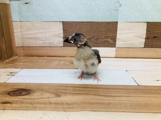人気の桜文鳥ヒナが入舎しました。