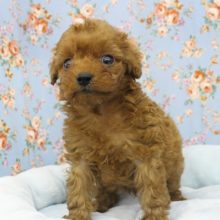 やっぱりカワイイ！トイプードル・男の子！