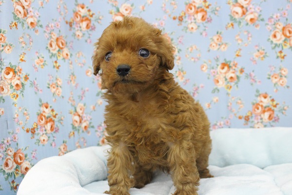 やっぱりカワイイ！トイプードル・男の子！