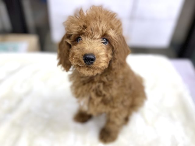 トイプードル（レッド） 2020年9月5日生まれ　男の子