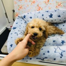 やんちゃボーイ！？トイプードルくんの最新動画更新♪