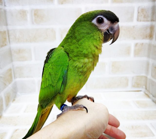 もうメロメロ～　コミドリコンゴウインコ　2020年09月生