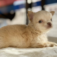 チワワ（ロング）　2020年10月4日生まれ　男の子