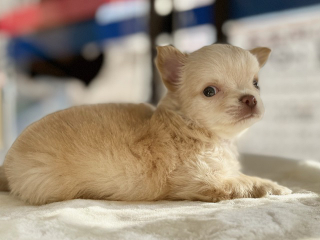 チワワ（ロング）　2020年10月4日生まれ　男の子