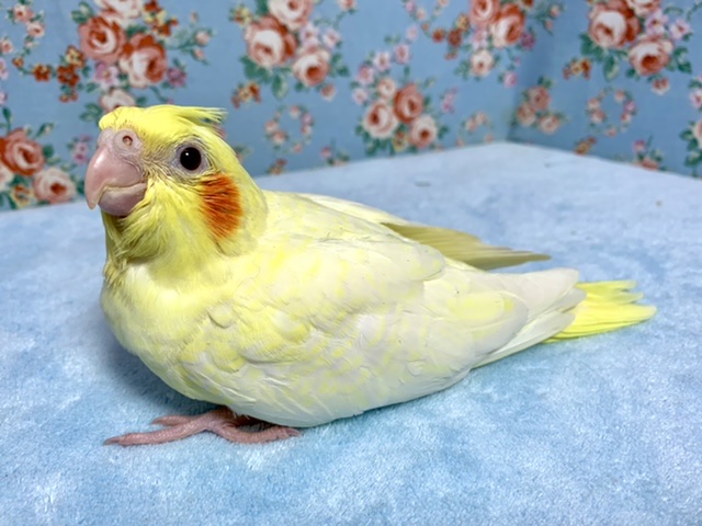 手乗りオカメインコ ルチノーパール 11月12日