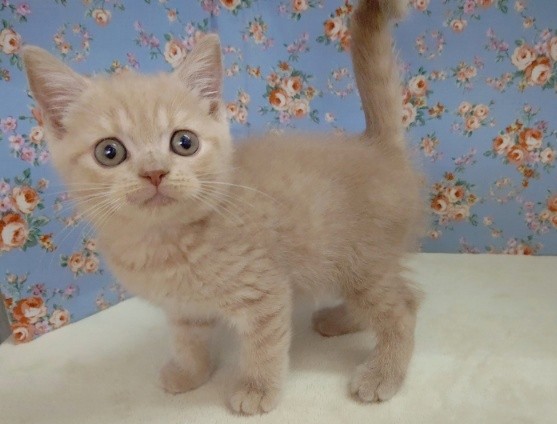 まんまる！ブリティッシュショートヘア 男の子♪