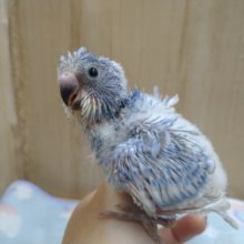 かなりうぶうぶの羽衣セキセイ来ました〜