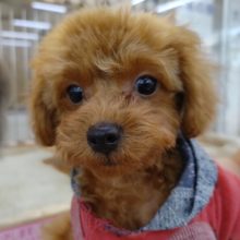 最新画像あります！！何でそんなに可愛いの！？人気のトイプードルくん♪