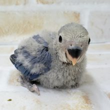 上品な色合い！小桜インコ☆バイオレット