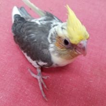 背中がチェックに見える？オカメインコパイドさん♪