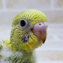 まるで鱗！？スパングルセキセイ