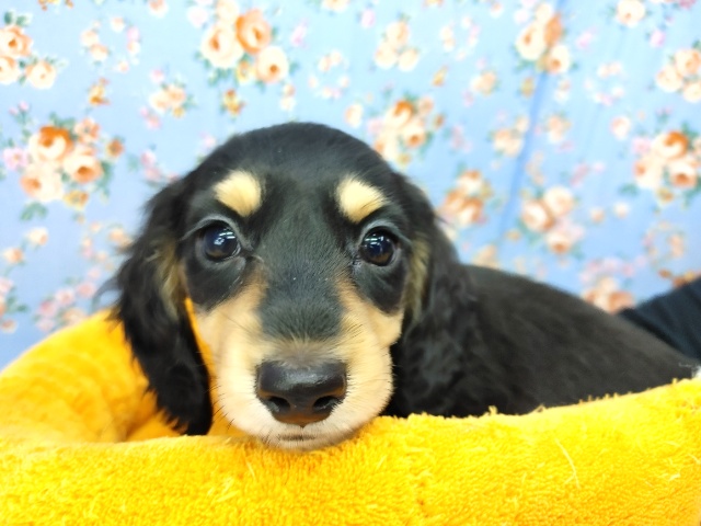 最新動画あります。足が極太！！ダックスくん入荷～♪