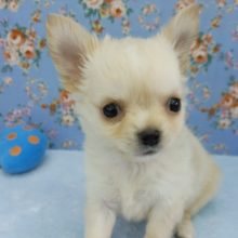 むっちむち！！チワワくん入荷しました♪