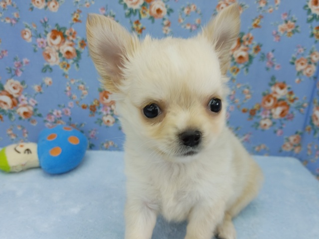 むっちむち！！チワワくん入荷しました♪